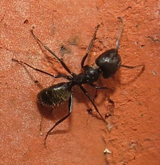 Camponotus arminius