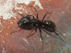 Camponotus arminius