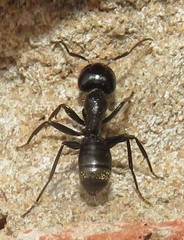 Camponotus arminius