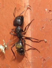 Camponotus arminius