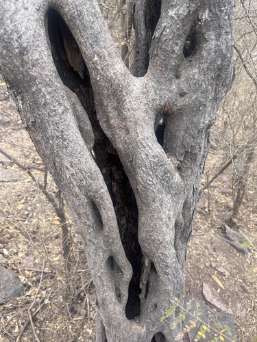 Foto de Canafístula