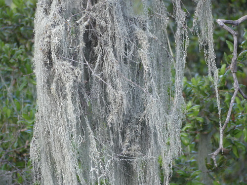 iNaturalist observation photo of lace lichen