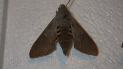Hyles vespertilio