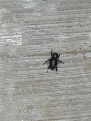 Stenopelmatus minor