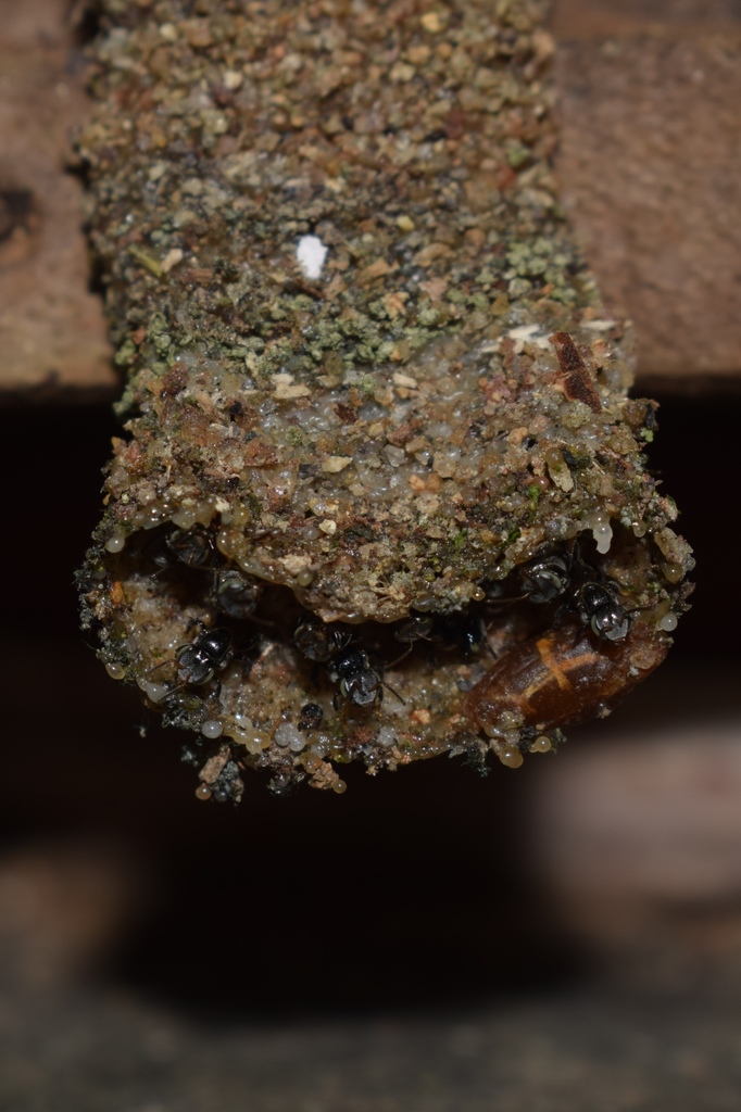 Tetragonula praeterita