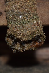 Tetragonula praeterita