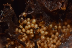 Tetragonula praeterita