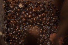Tetragonula praeterita