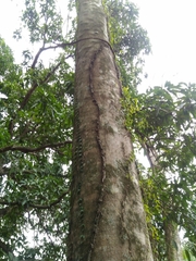 Hevea brasiliensis