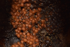Tetragonula praeterita