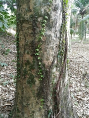 Hevea brasiliensis
