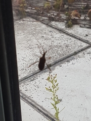 Leptoglossus occidentalis