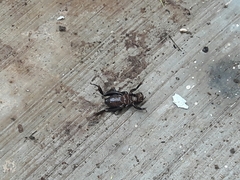 Stenopelmatus minor
