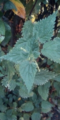 Urtica dioica