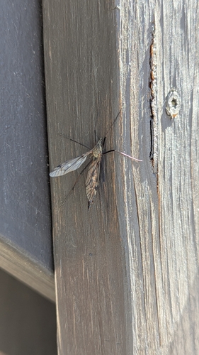 Unknown species found near Missoula County, US-MT, US