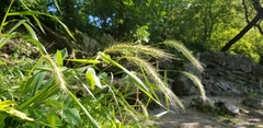 Elymus riparius