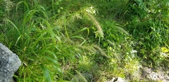Elymus riparius