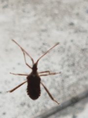 Leptoglossus occidentalis