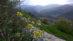 Alyssum trichostachyum