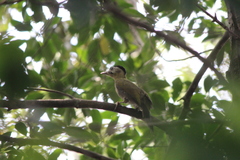 Picus vittatus