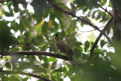 Picus vittatus