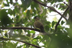 Picus vittatus