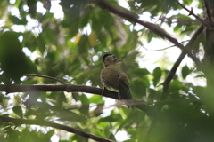 Picus vittatus
