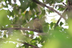 Picus vittatus