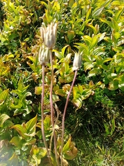 Aquilegia jucunda
