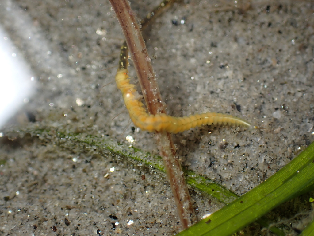 Polychaete