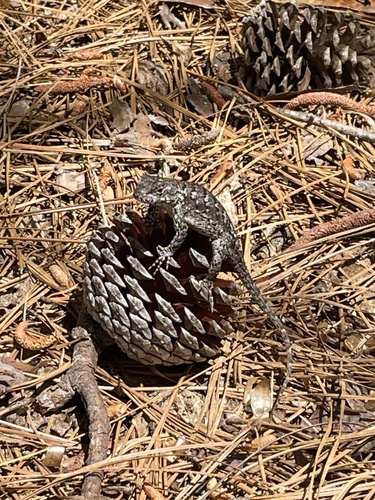 Eastern Fence Lizard