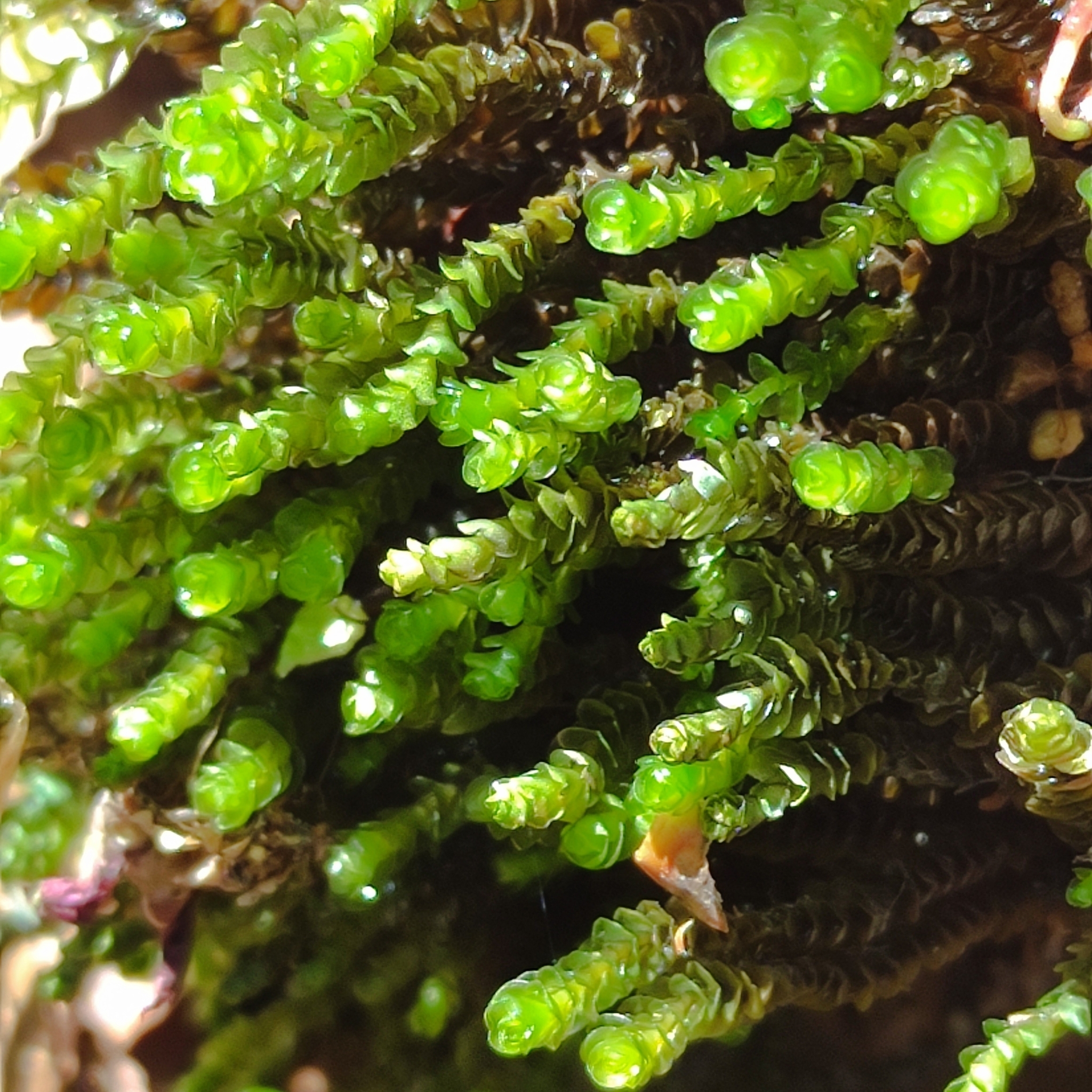 Marsupella aquatica