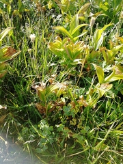 Aquilegia jucunda