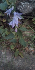 Campanula rapunculoides