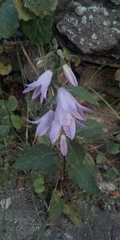 Campanula rapunculoides