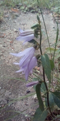 Campanula rapunculoides