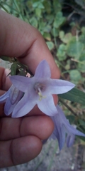Campanula rapunculoides