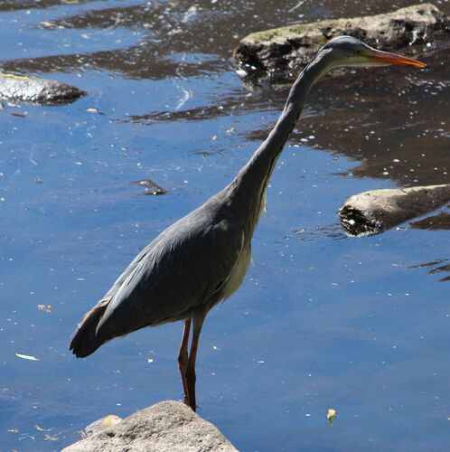 Garza real (Ardea cinerea)