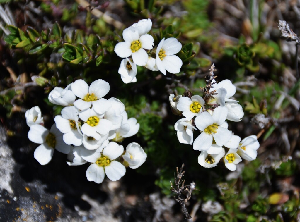 Draba dedeana