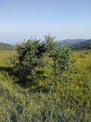 Betula pubescens pumila