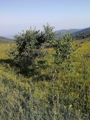 Betula pubescens pumila