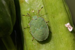 Palomena prasina