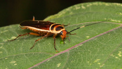 Pseudomops interceptus