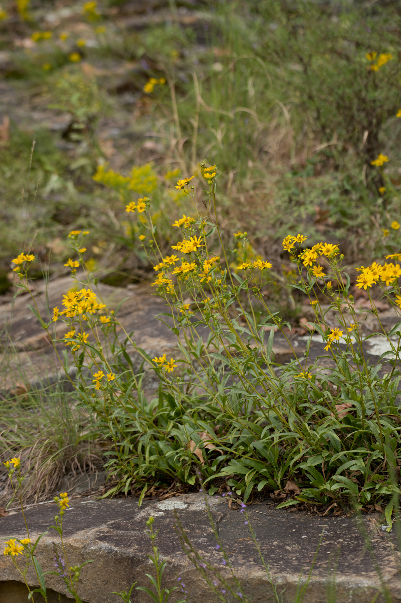 Helianthus longifolius