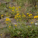 Helianthus longifolius - Photo (c) Michelle Reynolds, algunos derechos reservados (CC BY-NC), subido por Michelle Reynolds