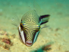 Canthigaster callisterna