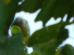 Vireo griseus