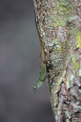 Anolis dominicensis