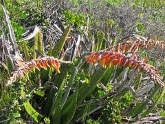 Gasteria acinacifolia
