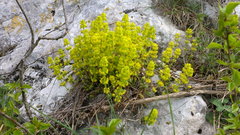 Cruciata taurica